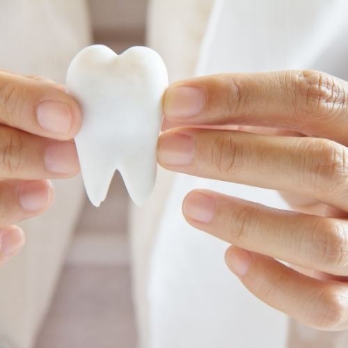 Dentist holding a model of a tooth